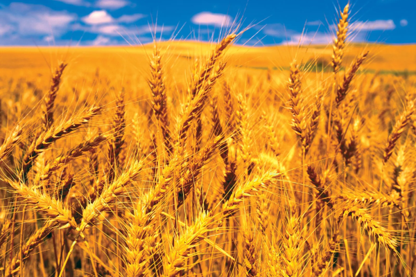 Cereal-crops-wheat-reproduction Cereal-crops-wheat-reproduction