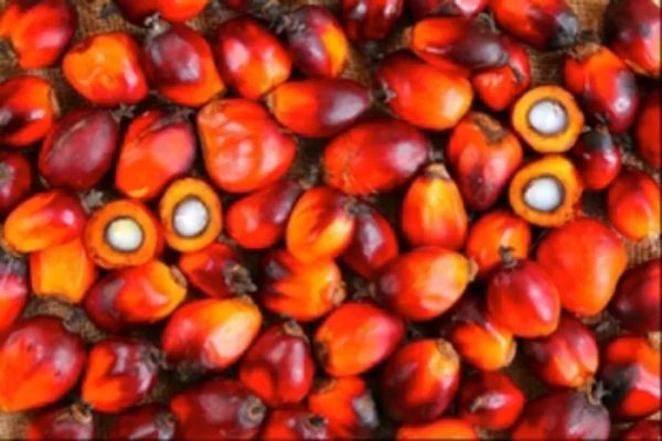 Palm oil Palm oil