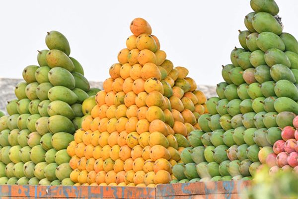 the-mango the-mango